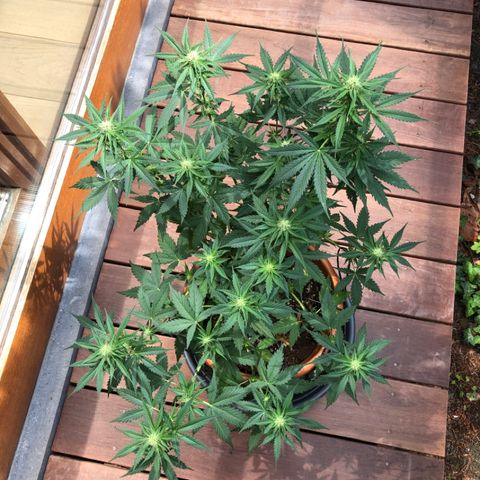 Royal Haze Automatic growlog timeline photo