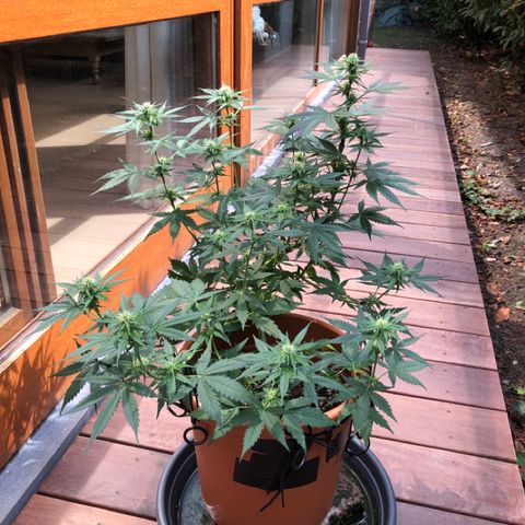 Royal Haze Automatic growlog timeline photo