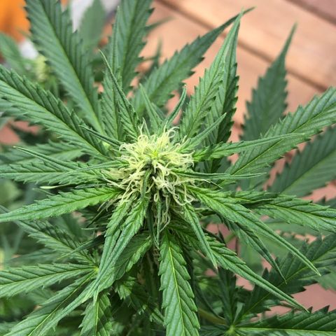 Royal Haze Automatic growlog timeline photo