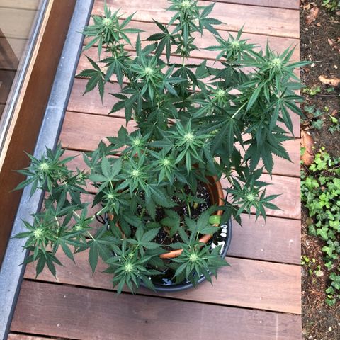 Royal Haze Automatic growlog timeline photo