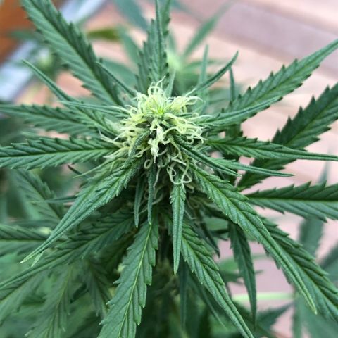 Royal Haze Automatic growlog timeline photo