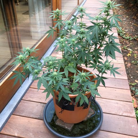 Royal Haze Automatic growlog timeline photo
