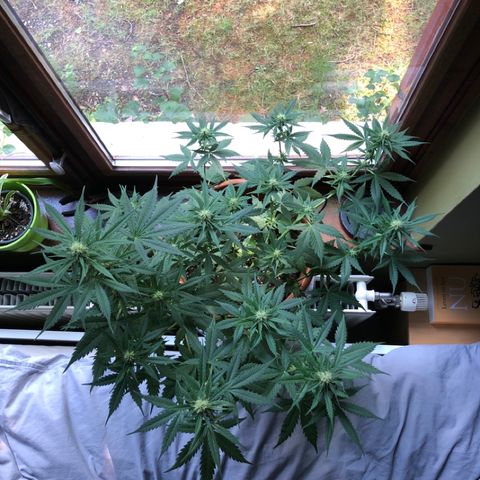 Royal Haze Automatic growlog timeline photo