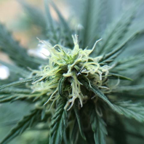 Royal Haze Automatic growlog timeline photo