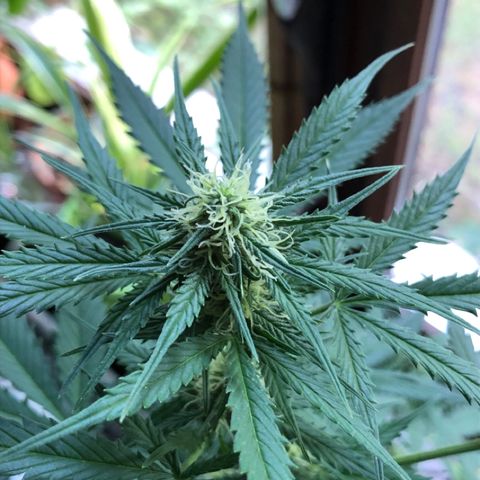Royal Haze Automatic growlog timeline photo