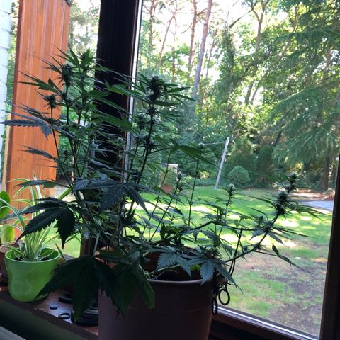 Royal Haze Automatic growlog timeline photo