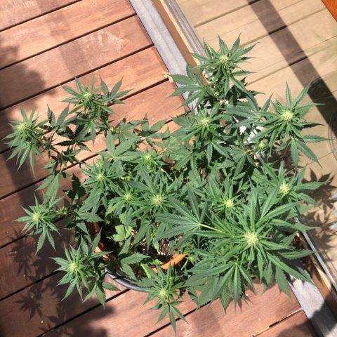 Royal Haze Automatic growlog timeline photo