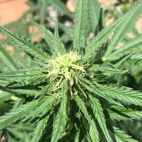 Royal Haze Automatic growlog timeline photo