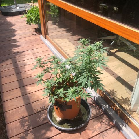 Royal Haze Automatic growlog timeline photo