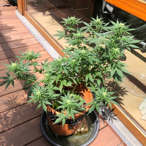 Royal Haze Automatic growlog timeline photo