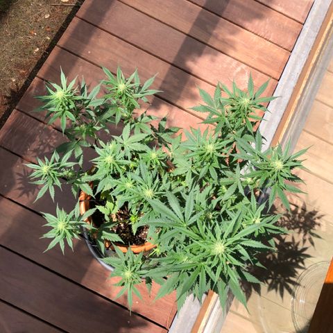 Royal Haze Automatic growlog timeline photo