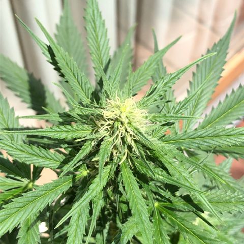 Royal Haze Automatic growlog timeline photo