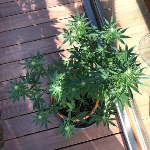 Royal Haze Automatic growlog timeline photo