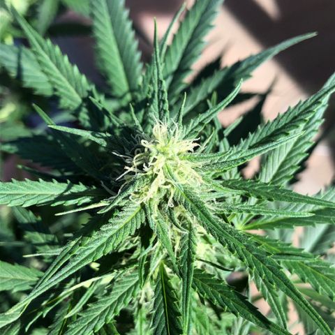 Royal Haze Automatic growlog timeline photo