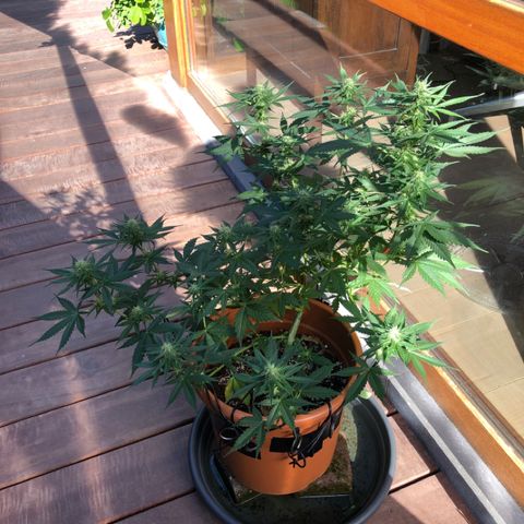Royal Haze Automatic growlog timeline photo