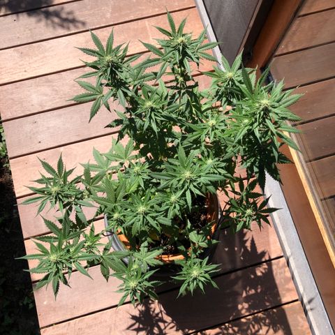 Royal Haze Automatic growlog timeline photo