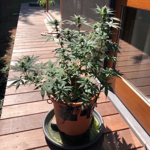 Royal Haze Automatic growlog timeline photo