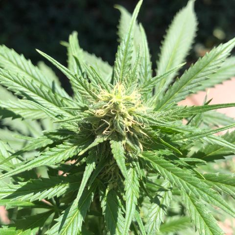 Royal Haze Automatic growlog timeline photo