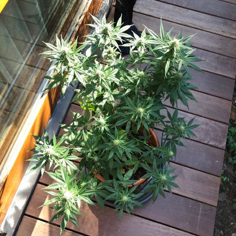 Royal Haze Automatic growlog timeline photo