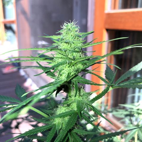 Royal Haze Automatic growlog timeline photo