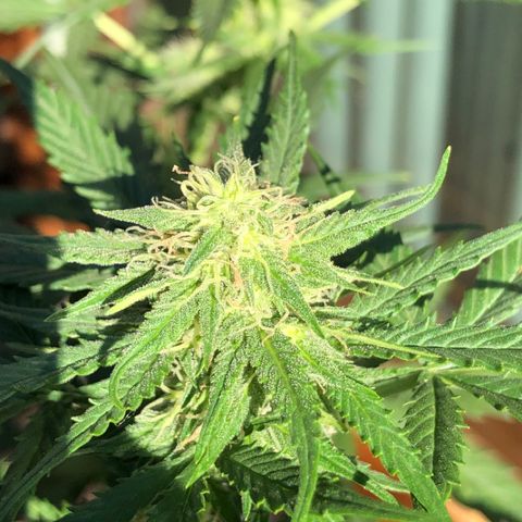 Royal Haze Automatic growlog timeline photo