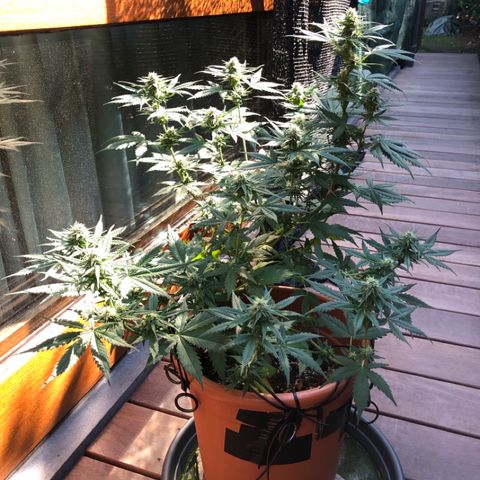 Royal Haze Automatic growlog timeline photo