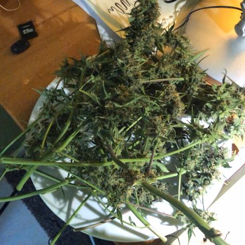 Royal Haze Automatic growlog timeline photo