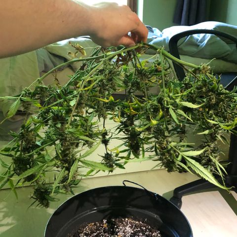 Royal Haze Automatic growlog timeline photo