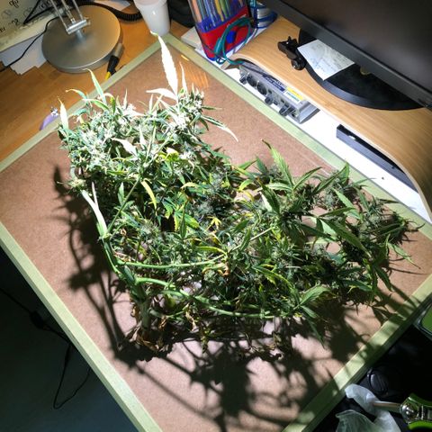 Royal Haze Automatic growlog timeline photo