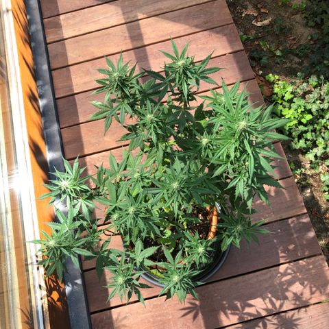 Royal Haze Automatic growlog timeline photo