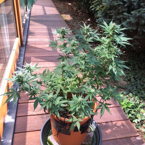Royal Haze Automatic growlog timeline photo