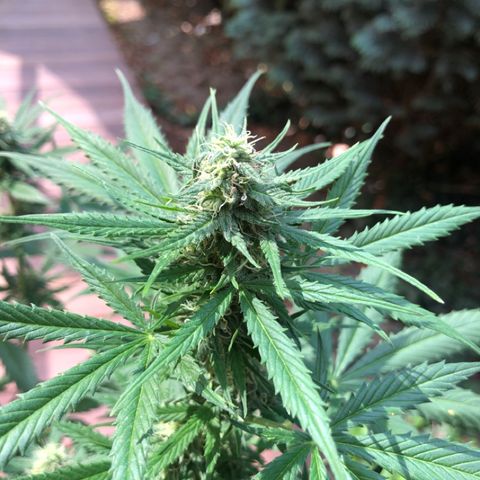 Royal Haze Automatic growlog timeline photo