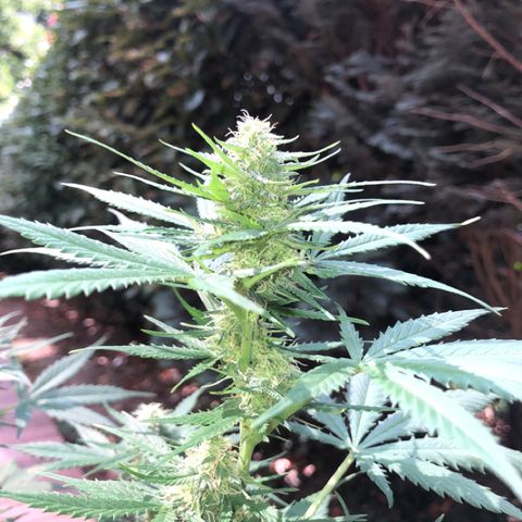 Royal Haze Automatic growlog timeline photo