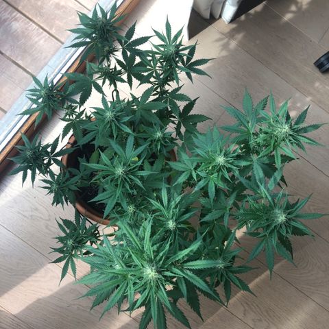 Royal Haze Automatic growlog timeline photo