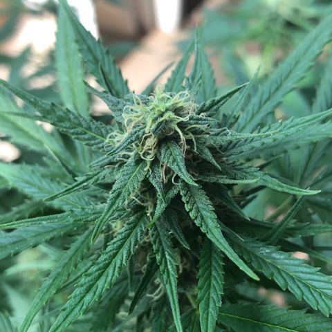 Royal Haze Automatic growlog timeline photo