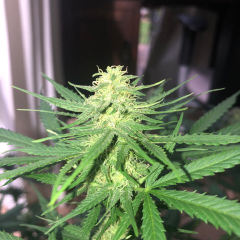 Royal Haze Automatic growlog timeline photo