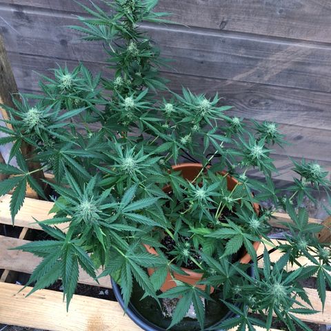 Royal Haze Automatic growlog timeline photo