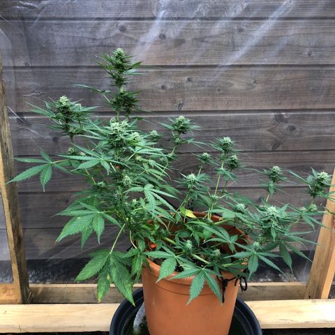 Royal Haze Automatic growlog timeline photo