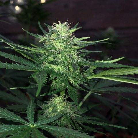 Royal Haze Automatic growlog timeline photo