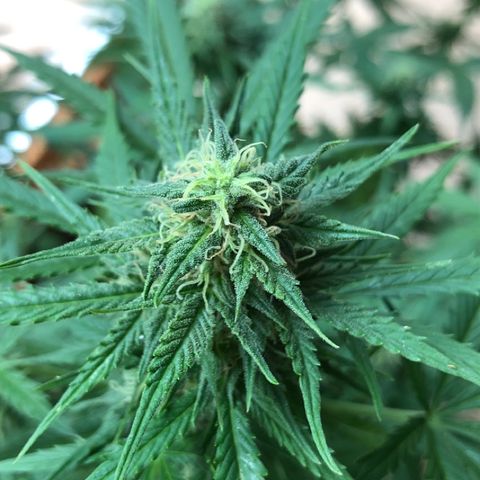 Royal Haze Automatic growlog timeline photo
