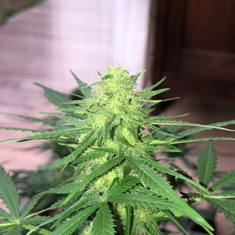 Royal Haze Automatic growlog timeline photo