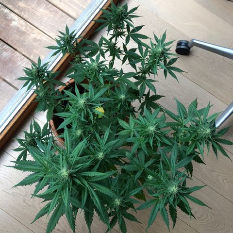 Royal Haze Automatic growlog timeline photo