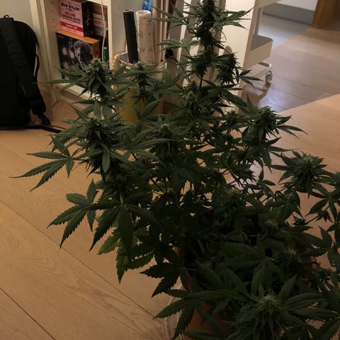 Royal Haze Automatic growlog timeline photo