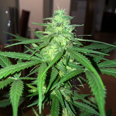 Royal Haze Automatic growlog timeline photo