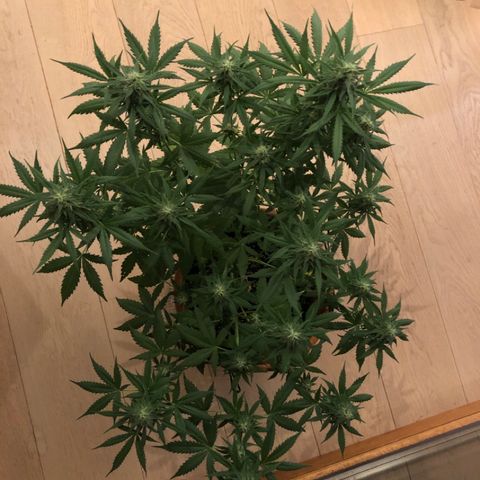 Royal Haze Automatic growlog timeline photo