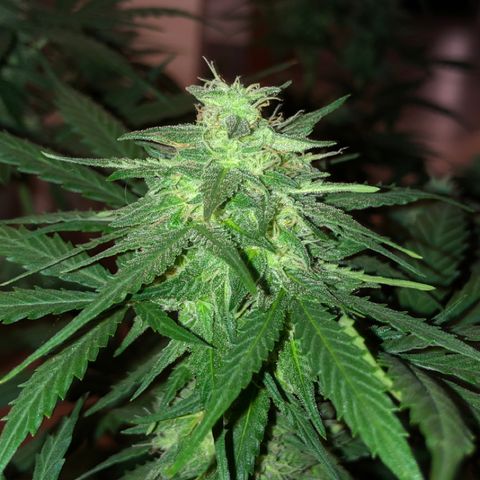 Royal Haze Automatic growlog timeline photo