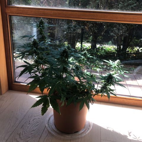 Royal Haze Automatic growlog timeline photo