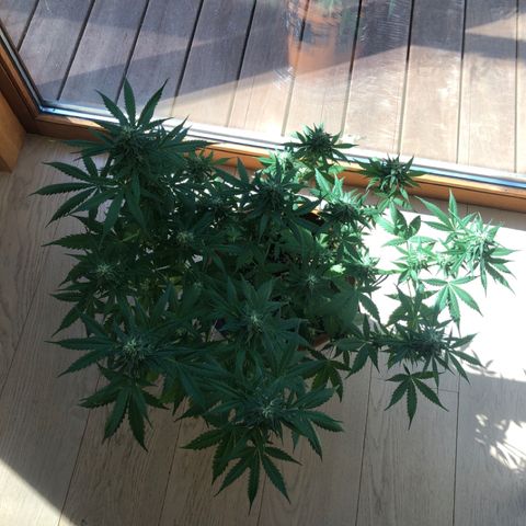 Royal Haze Automatic growlog timeline photo