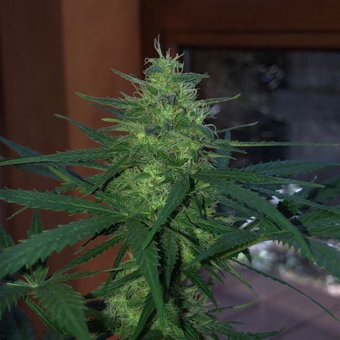 Royal Haze Automatic growlog timeline photo