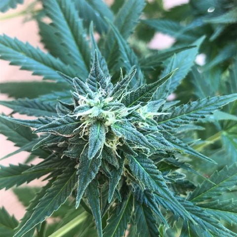 Royal Haze Automatic growlog timeline photo